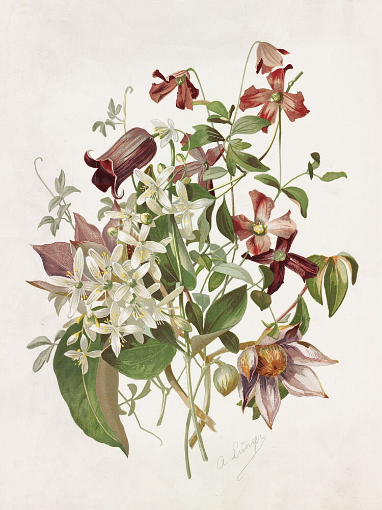 Clematis art print by Alois Lunzer for $57.95 CAD