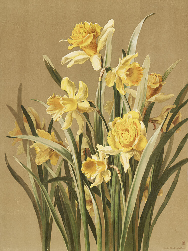 Daffodils art print by Ellen Thayer Fisher for $57.95 CAD