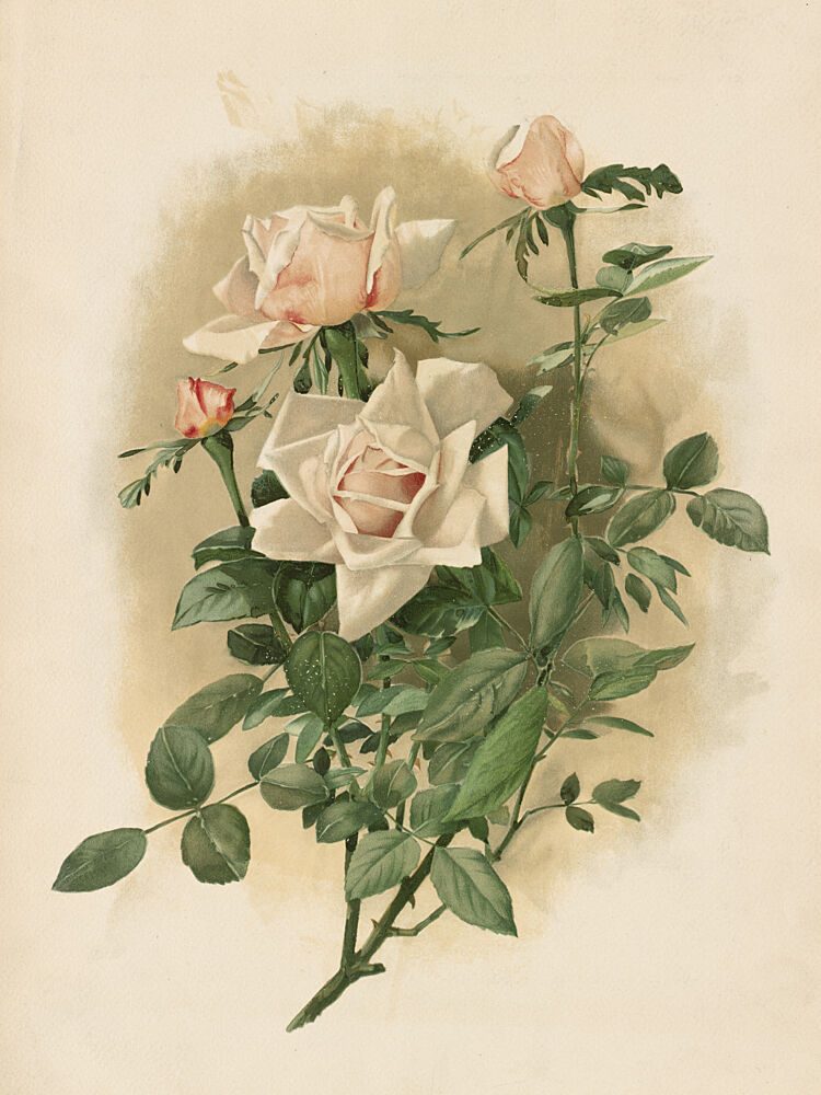 Duchesse de Vallombrosa Roses art print by Thaddeus Welch for $57.95 CAD