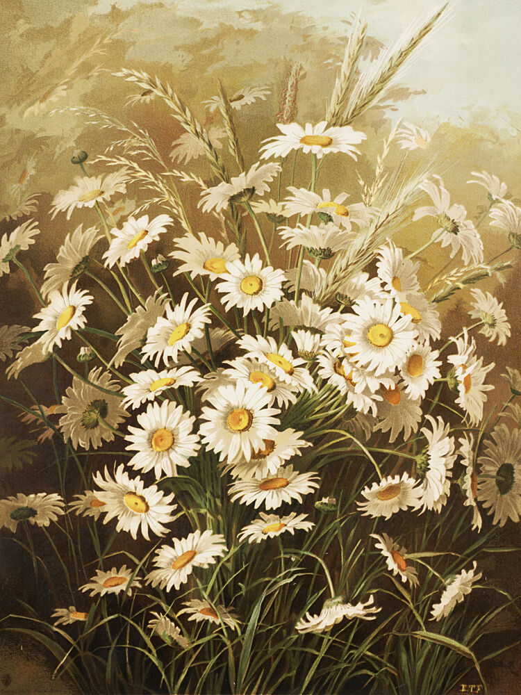 Daisies by Ellen Thayer Fisher art print by Ellen Thayer Fisher for $57.95 CAD