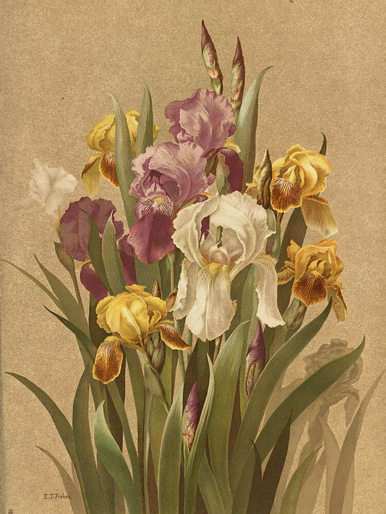 Fleur de Lis, No. 3 art print by Ellen Thayer Fisher for $57.95 CAD