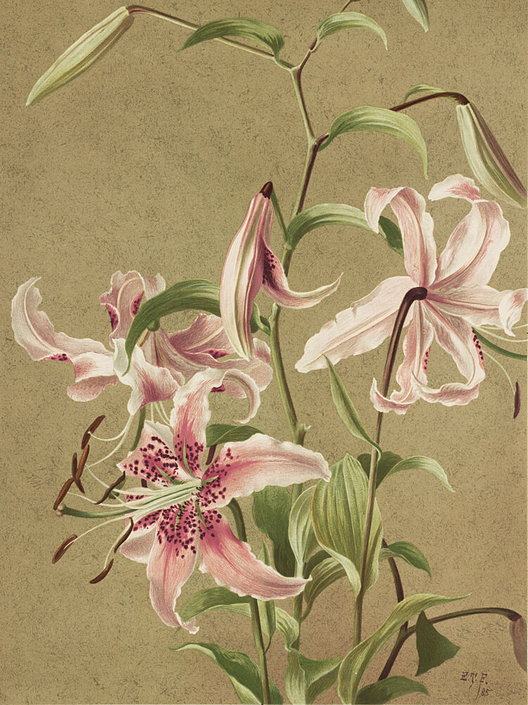 Japan Lily by Ellen Thayer Fisher art print by Ellen Thayer Fisher for $57.95 CAD