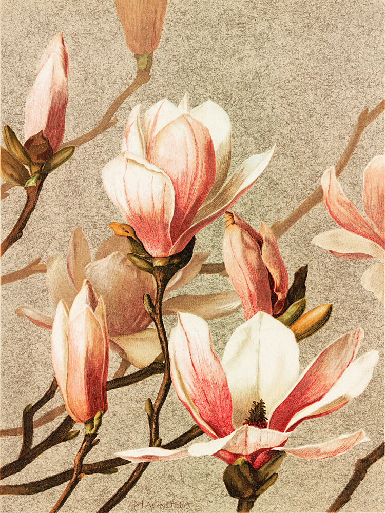 Magnolia art print by Ellen Thayer Fisher for $57.95 CAD