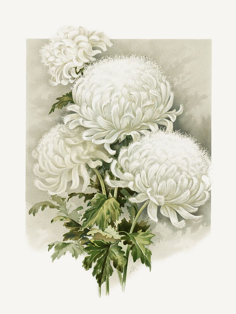 Mrs. Alpheus Hardy art print by Sidney Thomas Callowhill for $57.95 CAD