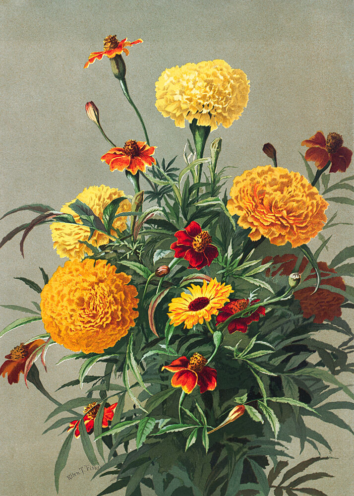 Marigolds art print by Ellen Thayer Fisher for $57.95 CAD