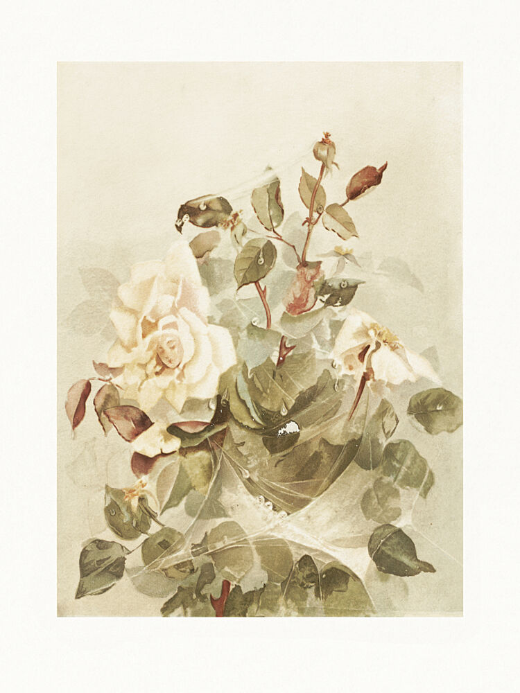 Pink Roses Seen Through Early Morning Dew art print by Ellen Thayer Fisher for $57.95 CAD
