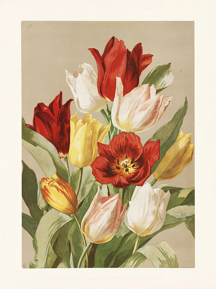 Tulips by Ellen Thayer Fisher art print by Pictufy for $57.95 CAD