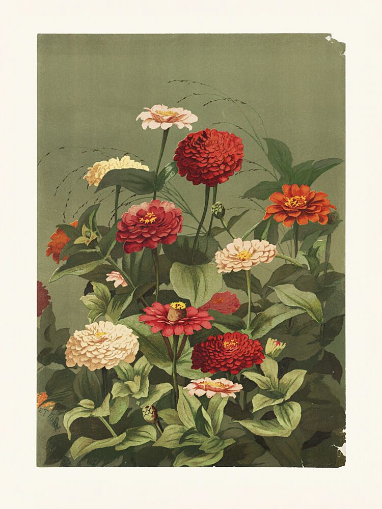 Zinnias by Ellen Thayer Fisher art print by Pictufy for $57.95 CAD