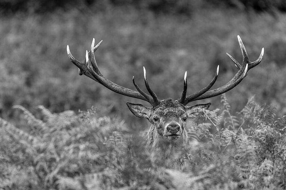 Majestic Stag Black White art print by Mircea Florin Apostol for $57.95 CAD