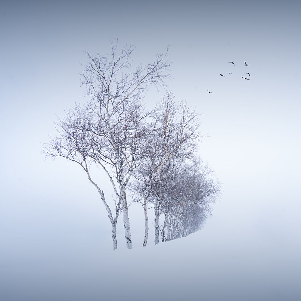 Serene Winter Birches art print by Dawn X W for $57.95 CAD