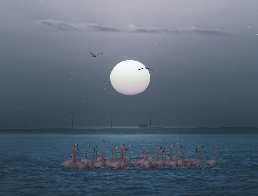 Serene Moonlit Flamingos art print by Larry Deng Apa for $57.95 CAD