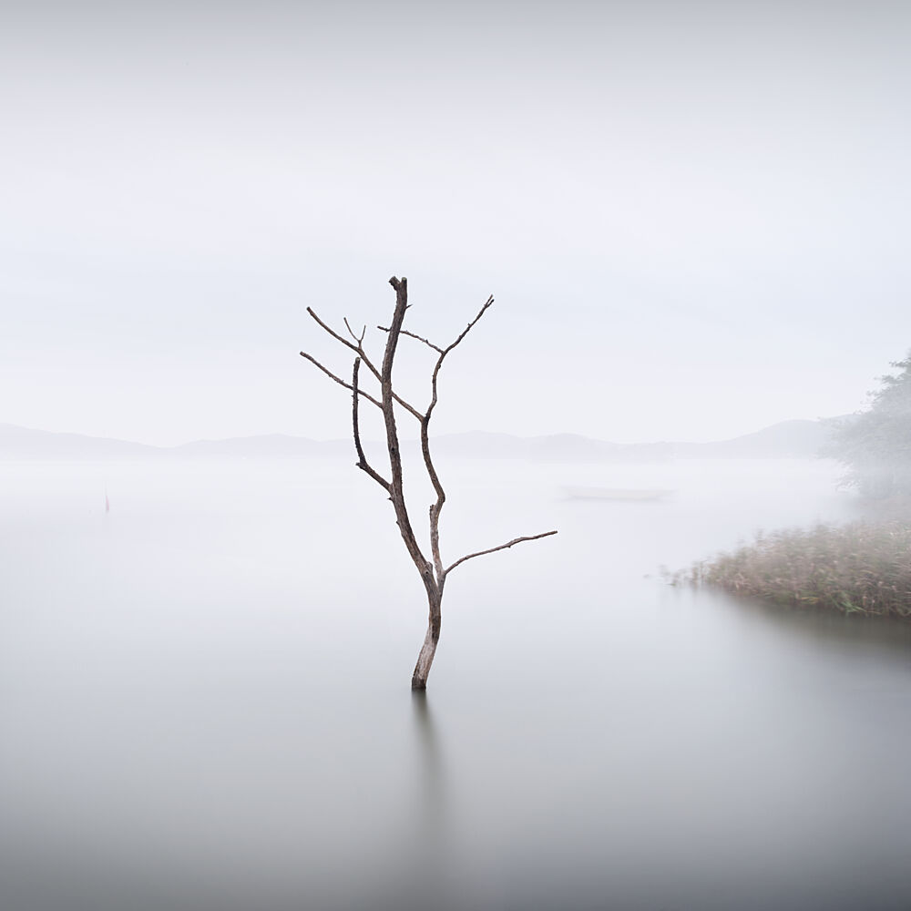 Solitary Tree in Mist art print by studioAURA for $57.95 CAD