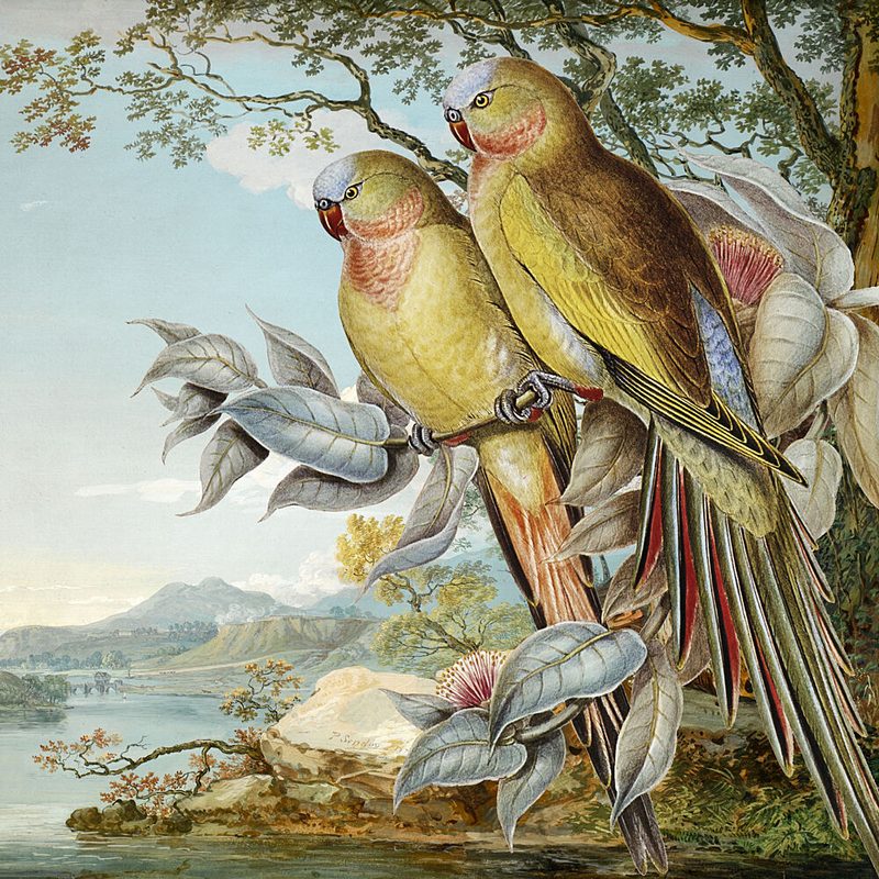 Parrots in Tropical Landscape art print by Marja van den Hurk for $57.95 CAD