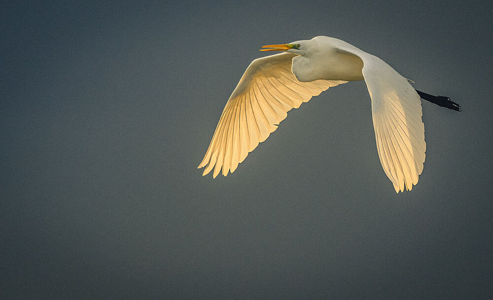 Golden Wings Egret art print by Ohad Falik for $57.95 CAD