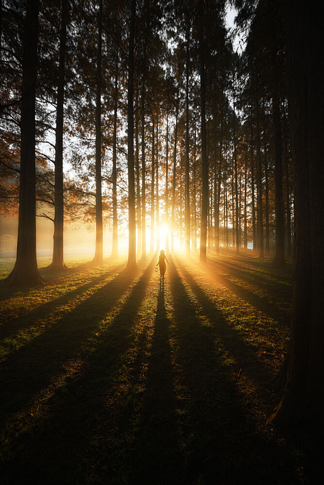 Golden Forest Walk art print by Ihato for $57.95 CAD