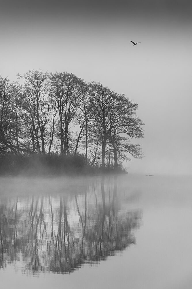 Misty Lake Reflections Bird art print by Benny Pettersson for $57.95 CAD