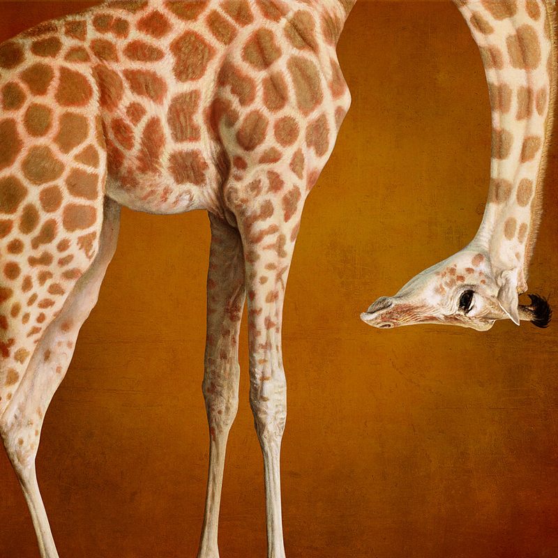 Graceful Giraffe Portrait art print by Marja van den Hurk for $57.95 CAD