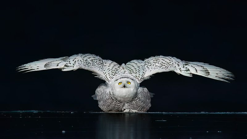 Snowy Owl Wings Spread art print by Robert Zhang for $57.95 CAD