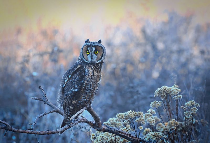 Watchful Winter Owl art print by ZhuoWen Chen for $57.95 CAD