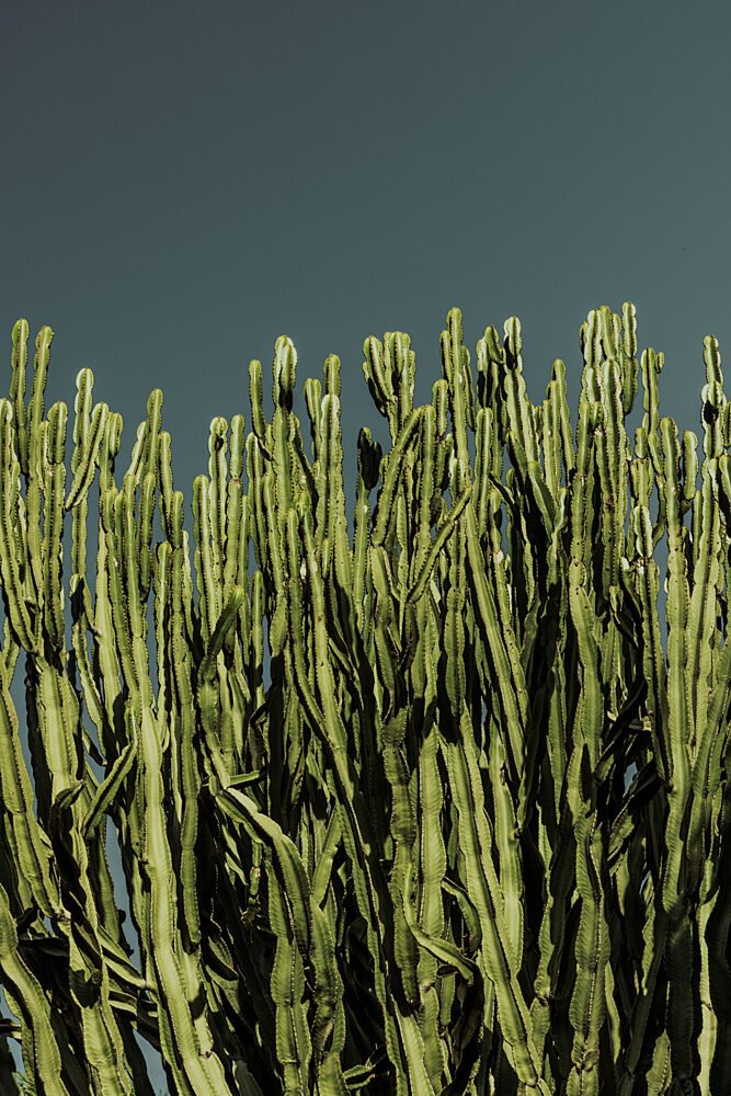 Cacti art print by Mareike Bohmer for $57.95 CAD