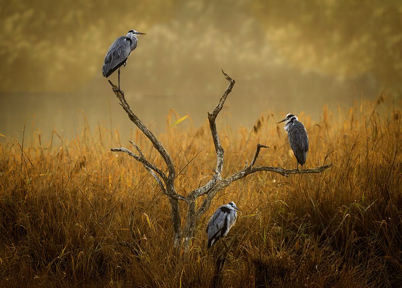 Three Herons Misty Morning art print by Mallal Moshe for $57.95 CAD
