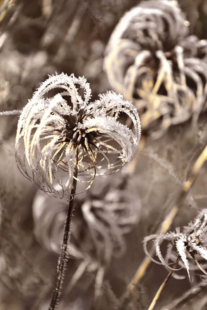 Delicate Winter Frost art print by Christina Sillen for $57.95 CAD