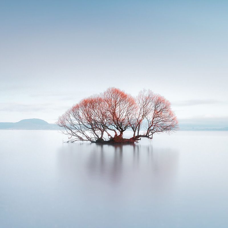 Red Tree Reflection art print by Jana Luo for $57.95 CAD