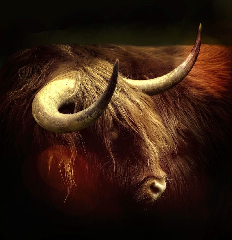 Moody Highland Cow art print by Anna Cseresnjes for $57.95 CAD