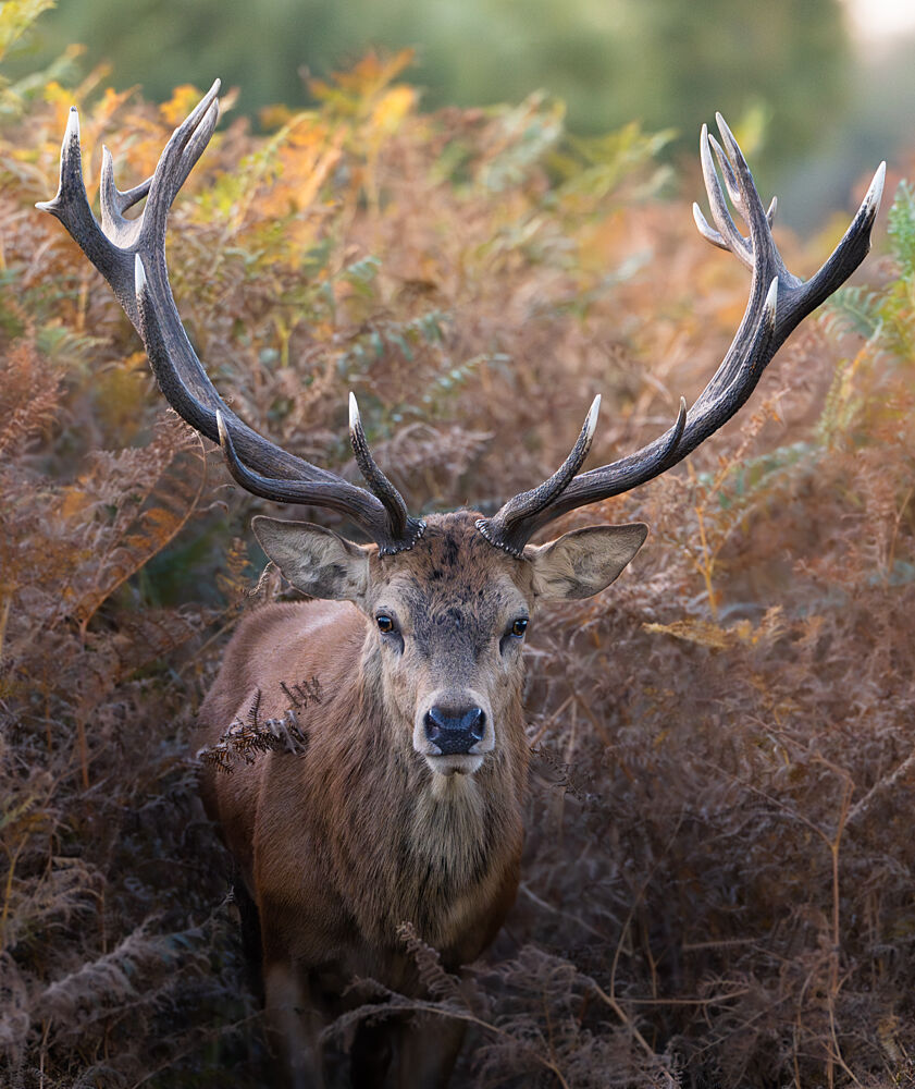 Majestic Autumn Stag art print by Tudor Munteanu for $57.95 CAD