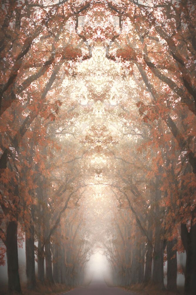 Misty Autumn Avenue art print by Christina Sillen for $57.95 CAD