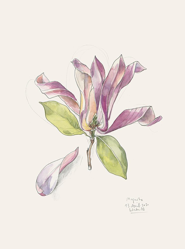Pink Watercolor Magnolia art print by Catalina Somolinos for $57.95 CAD