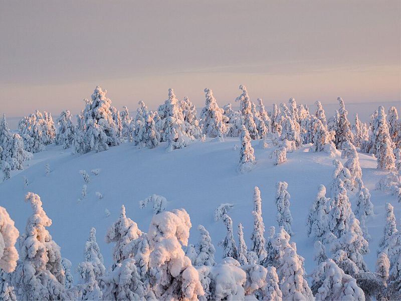 Golden Winter Forest art print by Mathieu for $57.95 CAD