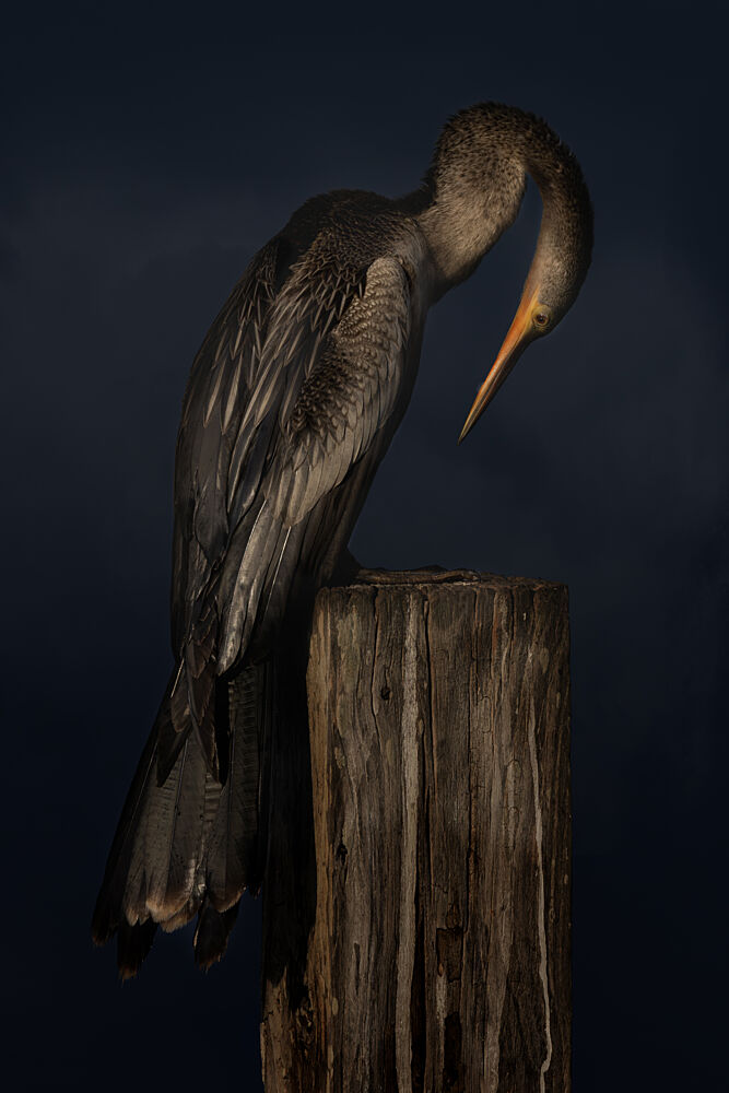 Moody Anhinga Portrait art print by Linda D Lester for $57.95 CAD