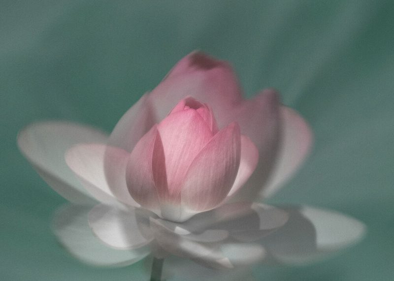 Serene Pink Lotus art print by Yu Mao for $57.95 CAD
