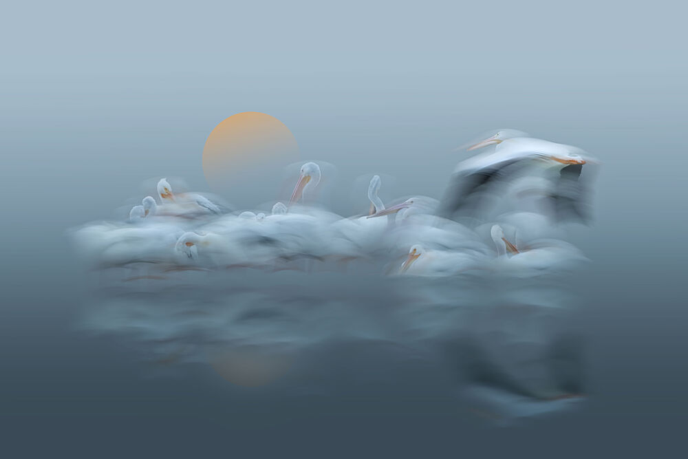 Dreamy Pelicans Flight art print by Larry Deng Apa for $57.95 CAD