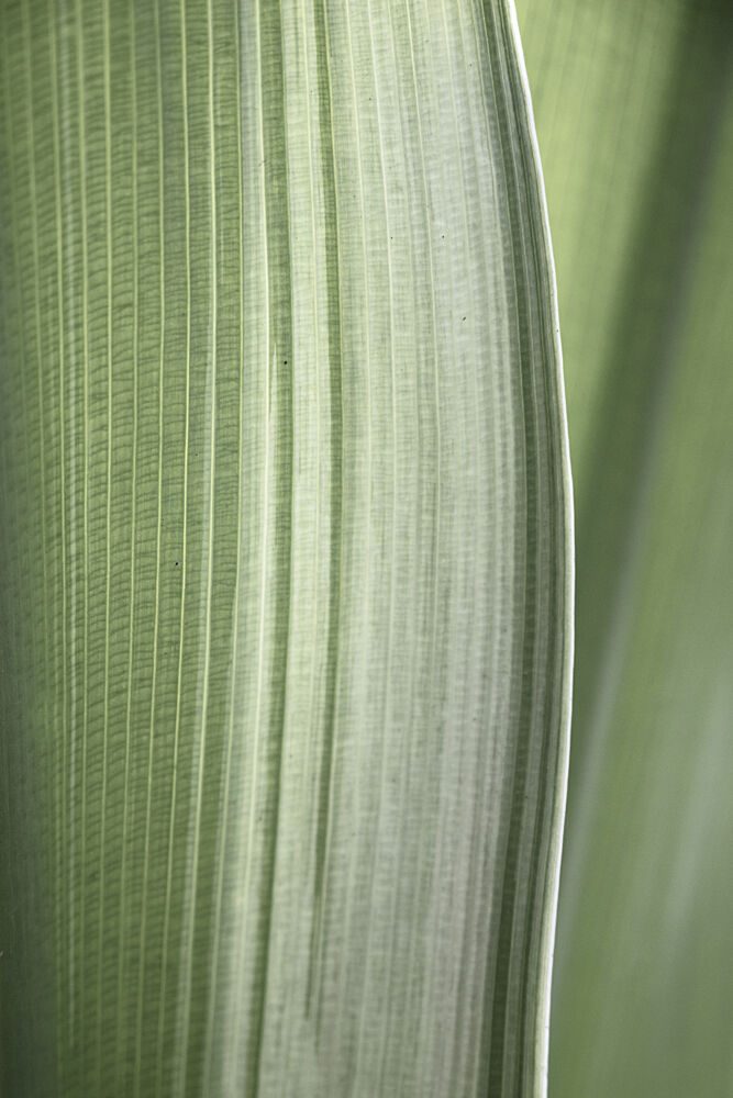 Soft Green Leaf Lines art print by Christa Stroo for $57.95 CAD