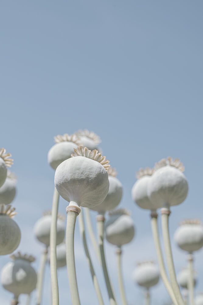 Poppyseed Bulbs in Mint and Retro Blue - Nature Photography art print by Christa Stroo for $57.95 CAD