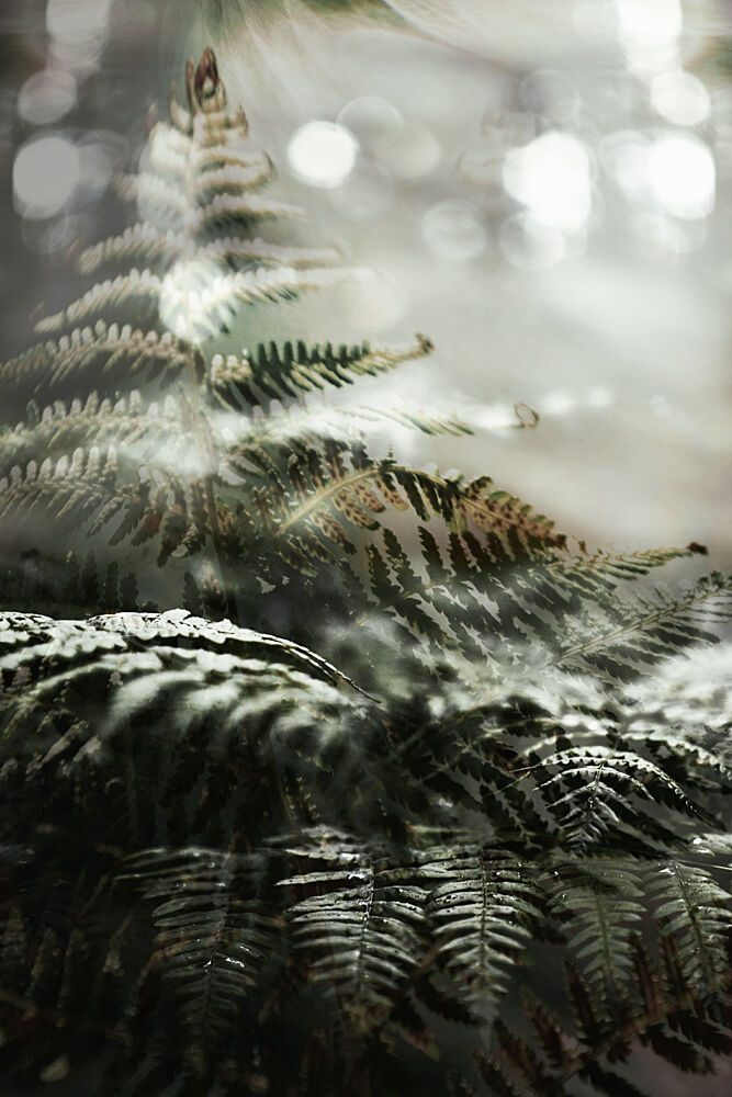 Dreamy Forest Ferns art print by Christina Sillen for $57.95 CAD