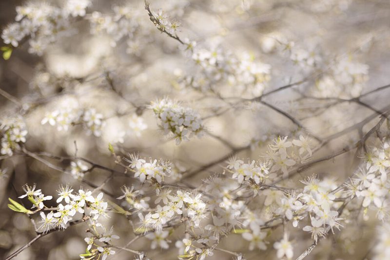 White Spring Blossoms art print by Christina Sillen for $57.95 CAD