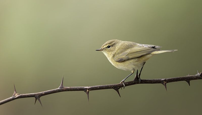 Green Bird on Thorny Branch art print by Marco Barisone for $57.95 CAD