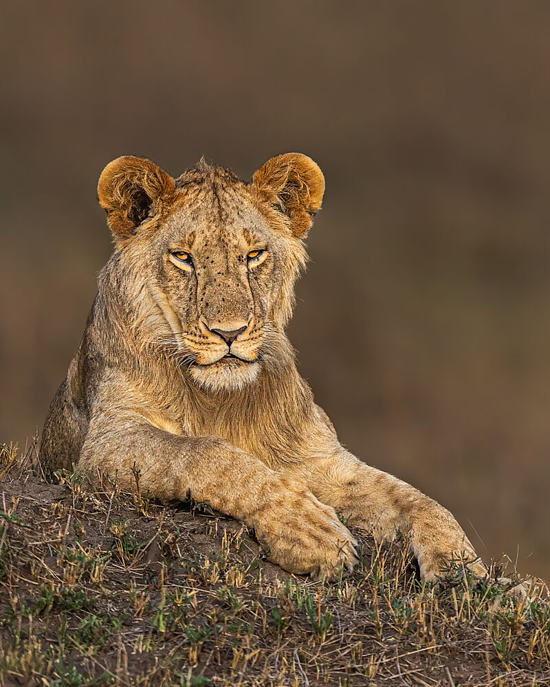 Young Lion Resting art print by Yogesh Bhatia for $57.95 CAD