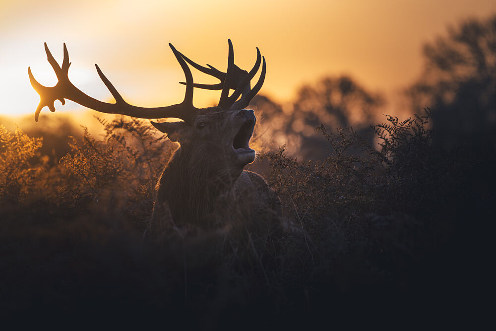 Roaring Stag Sunset art print by Tudor Munteanu for $57.95 CAD