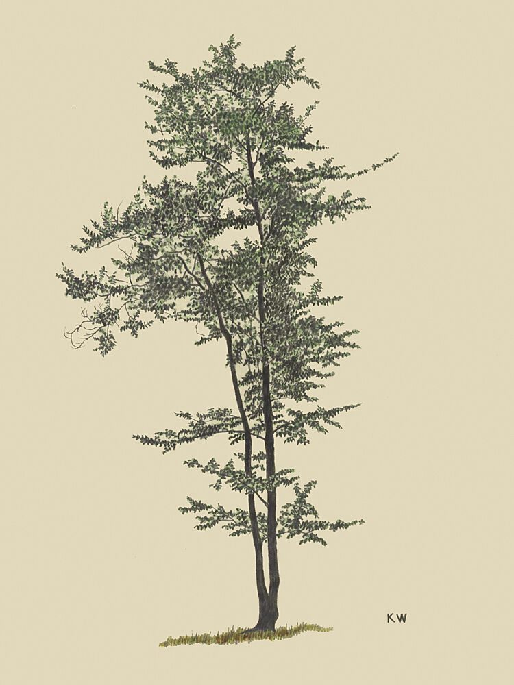 Deciduous Tree Around 1924 art print by Karl Wiener for $57.95 CAD