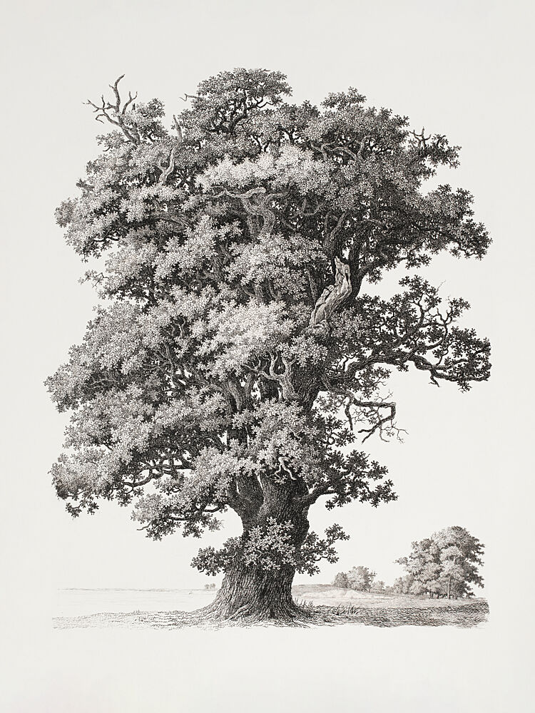 Tree Studies After Nature with Regard to Landscape Drawing art print by S.H. Petersen for $57.95 CAD