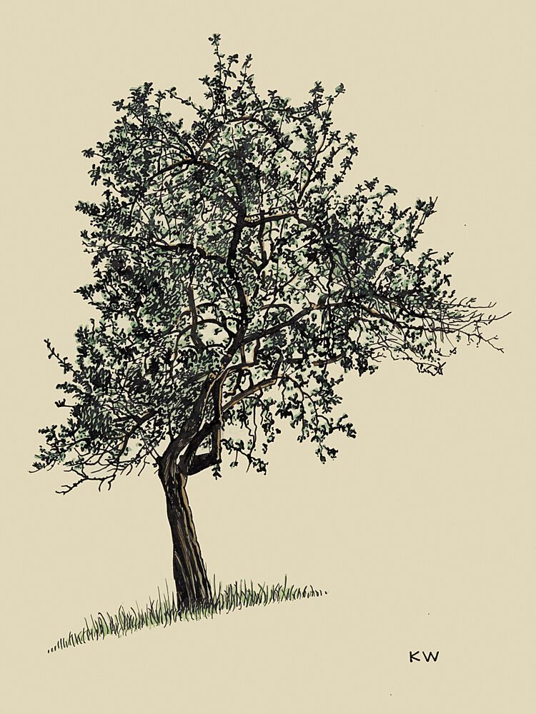 Deciduous Tree 1924 art print by Karl Wiener for $57.95 CAD