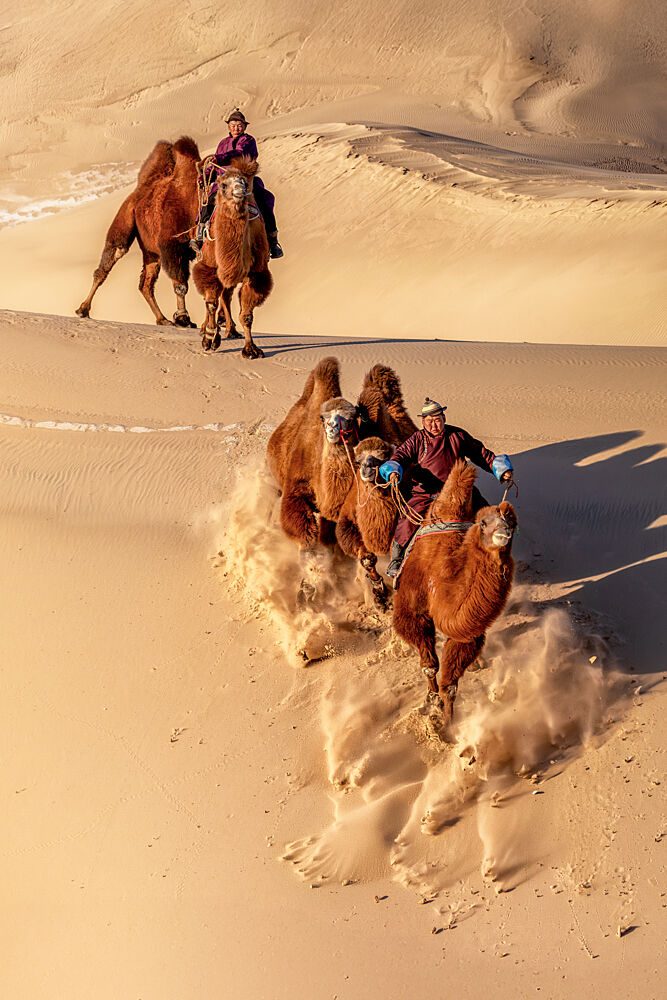 Racing Camels Desert Dunes art print by Carlos Cremades Perez for $57.95 CAD