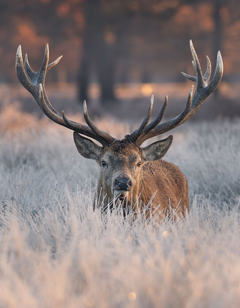 Majestic Winter Stag art print by Tudor Munteanu for $57.95 CAD