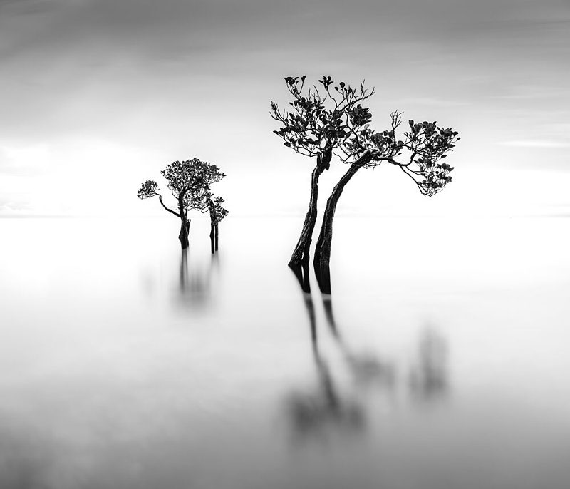 Tranquil Water Trees art print by Robert Bolton for $57.95 CAD