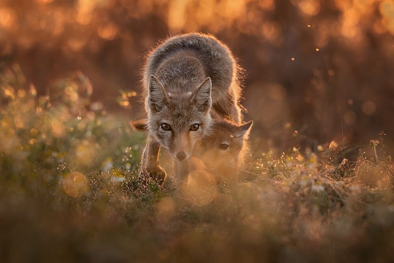 Golden Hour Foxes art print by Olga Rudchenko for $57.95 CAD