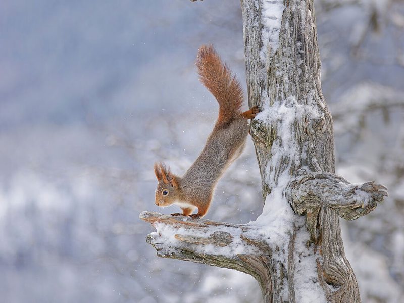 Squirrel in Snowy Forest art print by Jorgen Hovde for $57.95 CAD